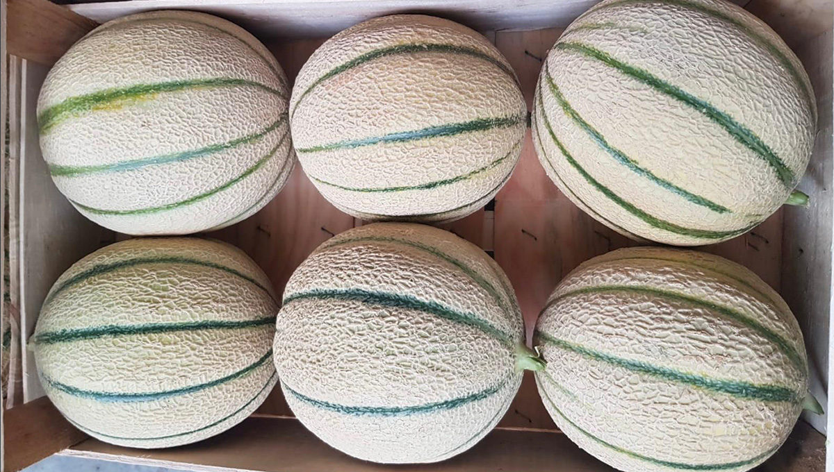 Melone - Veneto -1,20/1,50 euro al chilogrammo
